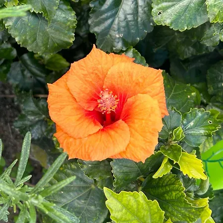 Lejlighed Emerald Cozy