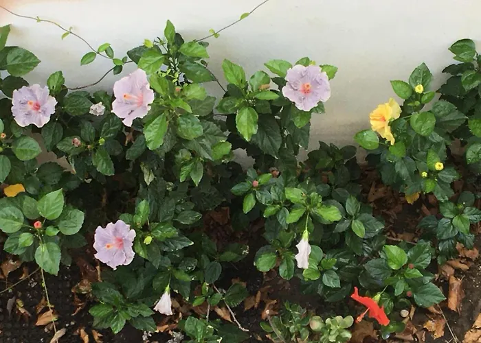 Emerald Cozy * Родос