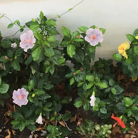 Emerald Cozy * Rhodes City