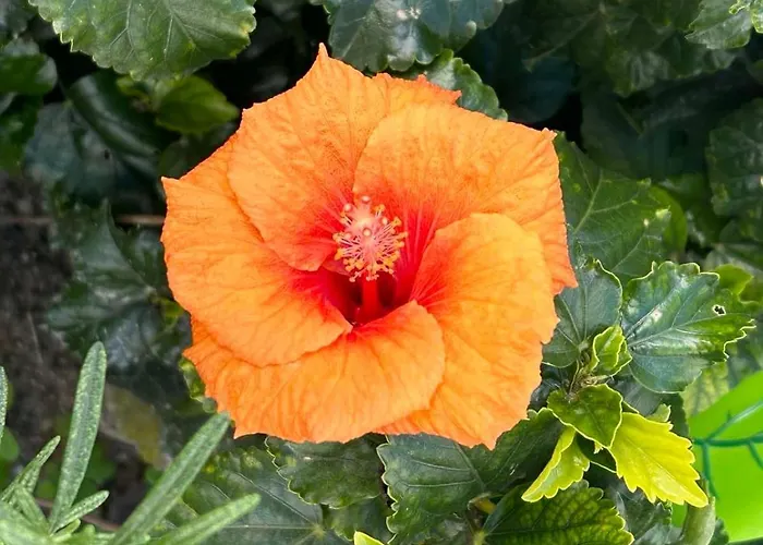 Apartment Emerald Cozy